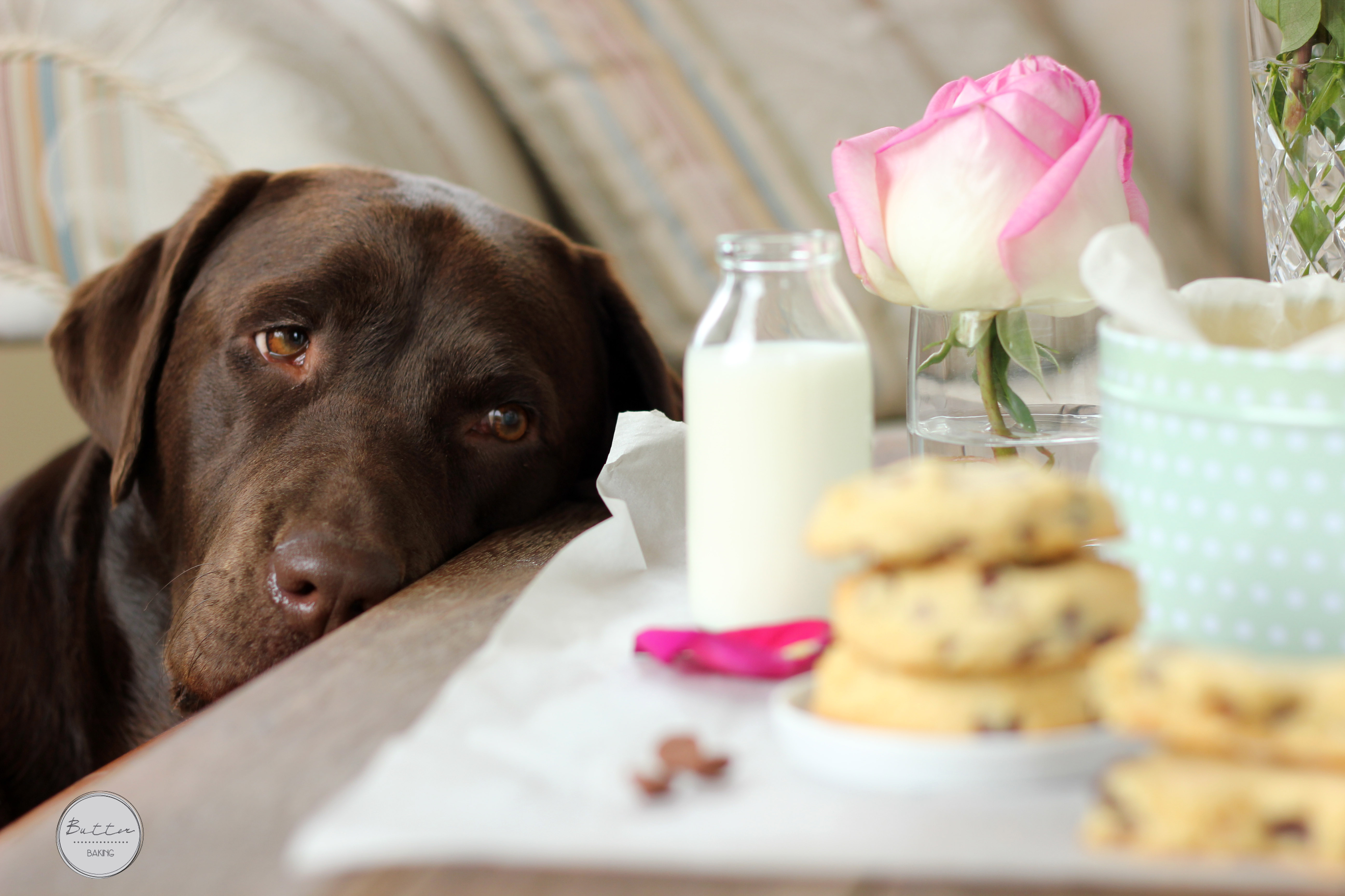 No Bake Cake For Dogs